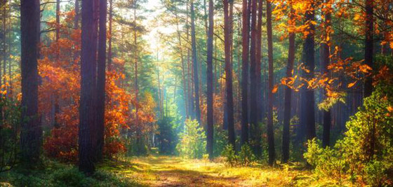 أنواع الغابات وفوائدها المدهشة صورة رقم 6