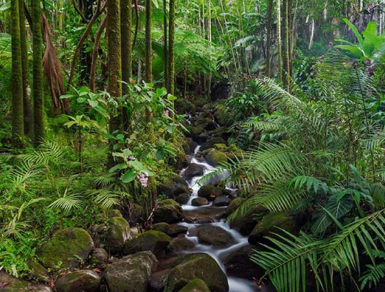 أنواع الغابات وفوائدها المدهشة صورة رقم 7