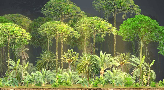 أنواع الغابات وفوائدها المدهشة صورة رقم 9