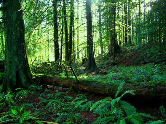 أنواع الغابات وفوائدها المدهشة صورة رقم 11