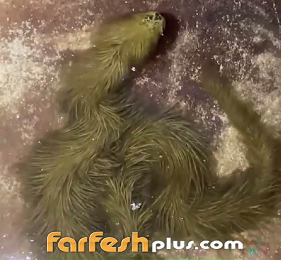 فيديو غريب: تايلاندي يعثر على أفعى مكسوة بالصوف! صورة رقم 1 فيديو غريب: تايلاندي يعثر على أفعى مكسوة بالصوف! صورة رقم 1