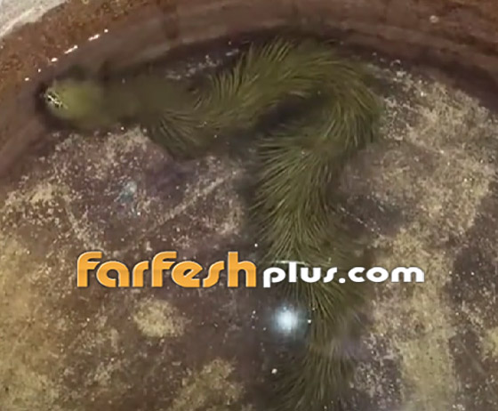 فيديو غريب: تايلاندي يعثر على أفعى مكسوة بالصوف! صورة رقم 2 فيديو غريب: تايلاندي يعثر على أفعى مكسوة بالصوف! صورة رقم 2