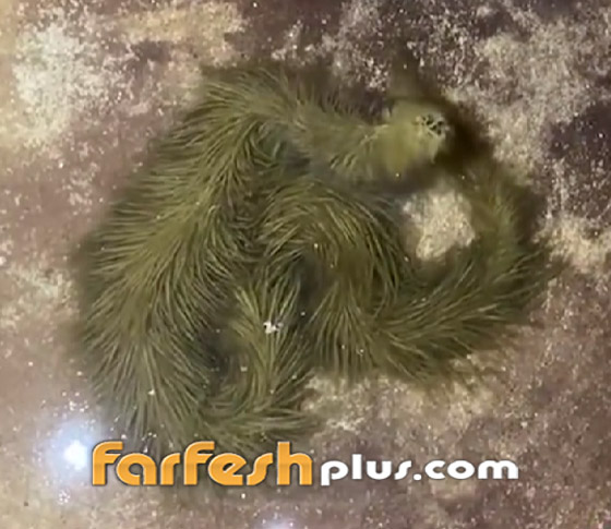 فيديو غريب: تايلاندي يعثر على أفعى مكسوة بالصوف! صورة رقم 3 فيديو غريب: تايلاندي يعثر على أفعى مكسوة بالصوف! صورة رقم 3