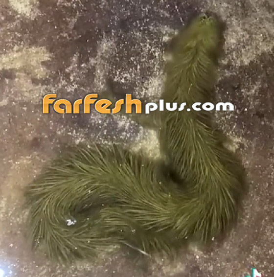 فيديو غريب: تايلاندي يعثر على أفعى مكسوة بالصوف! صورة رقم 4 فيديو غريب: تايلاندي يعثر على أفعى مكسوة بالصوف! صورة رقم 4