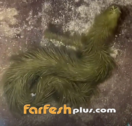 فيديو غريب: تايلاندي يعثر على أفعى مكسوة بالصوف! صورة رقم 5 فيديو غريب: تايلاندي يعثر على أفعى مكسوة بالصوف! صورة رقم 5