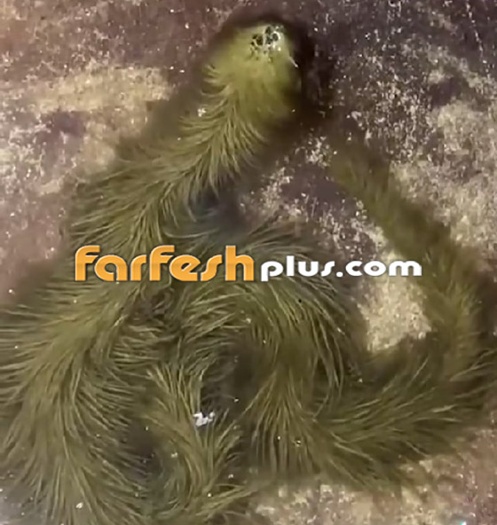 فيديو غريب: تايلاندي يعثر على أفعى مكسوة بالصوف! صورة رقم 6 فيديو غريب: تايلاندي يعثر على أفعى مكسوة بالصوف! صورة رقم 6