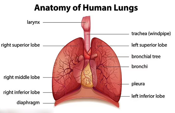 تطور علمي.. روبوت يخترق أنابيب الرئة ويأخذ عينات من الأنسجة! صورة رقم 3