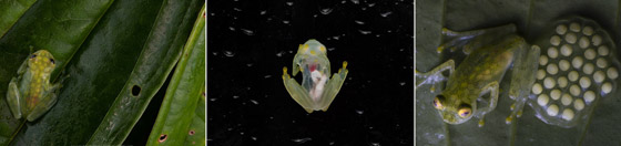 بجسد شفاف وقلب ومعدة ظاهرتين.. اكتشاف نوعين من الضفادع الزجاجية صورة رقم 8