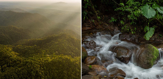 بجسد شفاف وقلب ومعدة ظاهرتين.. اكتشاف نوعين من الضفادع الزجاجية صورة رقم 9