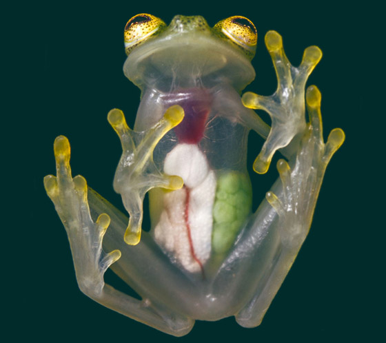 بجسد شفاف وقلب ومعدة ظاهرتين.. اكتشاف نوعين من الضفادع الزجاجية صورة رقم 1