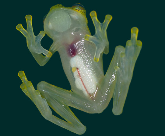 بجسد شفاف وقلب ومعدة ظاهرتين.. اكتشاف نوعين من الضفادع الزجاجية صورة رقم 3