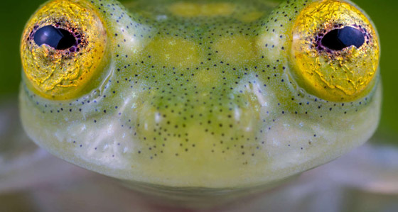 بجسد شفاف وقلب ومعدة ظاهرتين.. اكتشاف نوعين من الضفادع الزجاجية صورة رقم 10