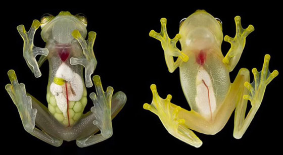 بجسد شفاف وقلب ومعدة ظاهرتين.. اكتشاف نوعين من الضفادع الزجاجية صورة رقم 11