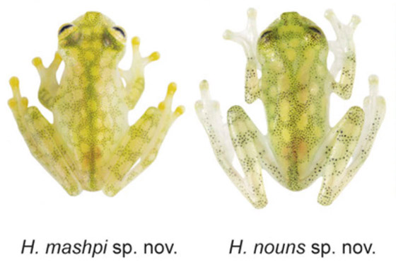 بجسد شفاف وقلب ومعدة ظاهرتين.. اكتشاف نوعين من الضفادع الزجاجية صورة رقم 4