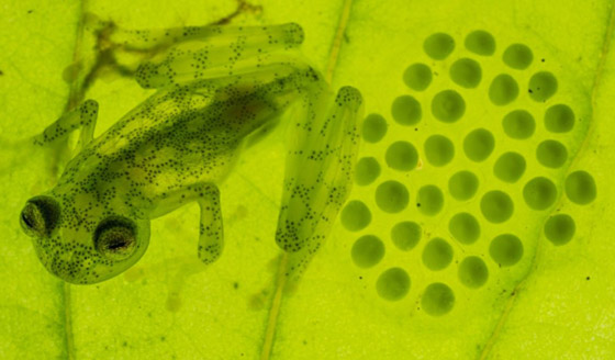 بجسد شفاف وقلب ومعدة ظاهرتين.. اكتشاف نوعين من الضفادع الزجاجية صورة رقم 12