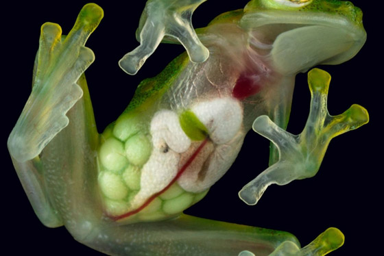 بجسد شفاف وقلب ومعدة ظاهرتين.. اكتشاف نوعين من الضفادع الزجاجية صورة رقم 13