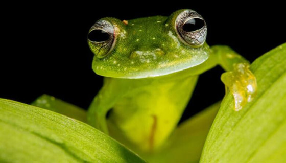 بجسد شفاف وقلب ومعدة ظاهرتين.. اكتشاف نوعين من الضفادع الزجاجية صورة رقم 14