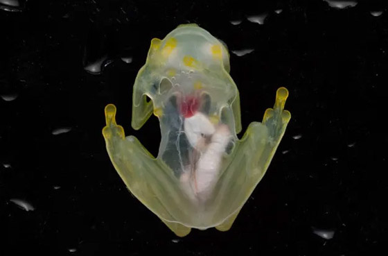 بجسد شفاف وقلب ومعدة ظاهرتين.. اكتشاف نوعين من الضفادع الزجاجية صورة رقم 5