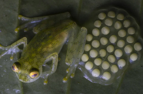 بجسد شفاف وقلب ومعدة ظاهرتين.. اكتشاف نوعين من الضفادع الزجاجية صورة رقم 6