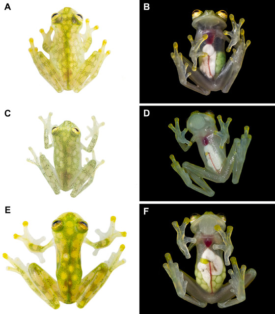بجسد شفاف وقلب ومعدة ظاهرتين.. اكتشاف نوعين من الضفادع الزجاجية صورة رقم 7