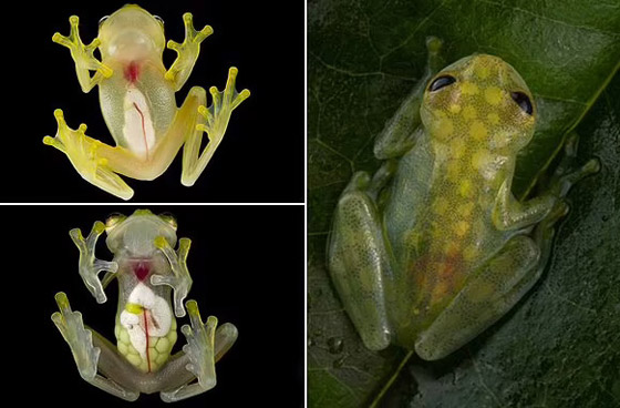 بجسد شفاف وقلب ومعدة ظاهرتين.. اكتشاف نوعين من الضفادع الزجاجية صورة رقم 2