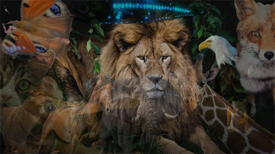 اختبر قوة ملاحظتك.. كم عدد الكائنات التي تراها في هذه الصورة؟ صورة رقم 1