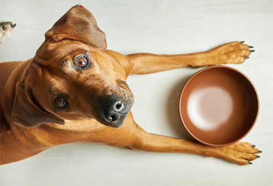 اختبر قوة ملاحظتك.. كم عدد الكائنات التي تراها في هذه الصورة؟ صورة رقم 2