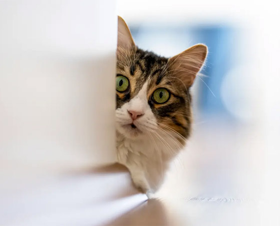 اختبر قوة ملاحظتك.. كم عدد الكائنات التي تراها في هذه الصورة؟ صورة رقم 3