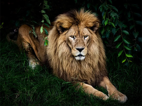 اختبر قوة ملاحظتك.. كم عدد الكائنات التي تراها في هذه الصورة؟ صورة رقم 4