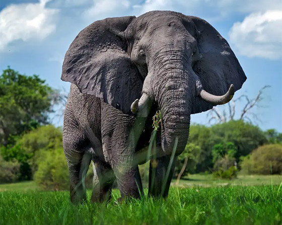 اختبر قوة ملاحظتك.. كم عدد الكائنات التي تراها في هذه الصورة؟ صورة رقم 5