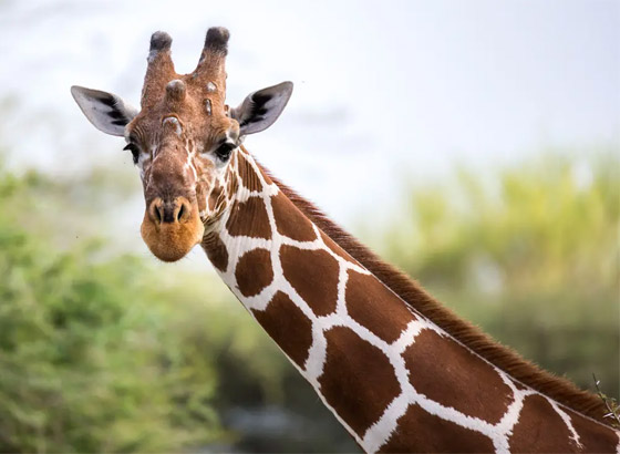 اختبر قوة ملاحظتك.. كم عدد الكائنات التي تراها في هذه الصورة؟ صورة رقم 6