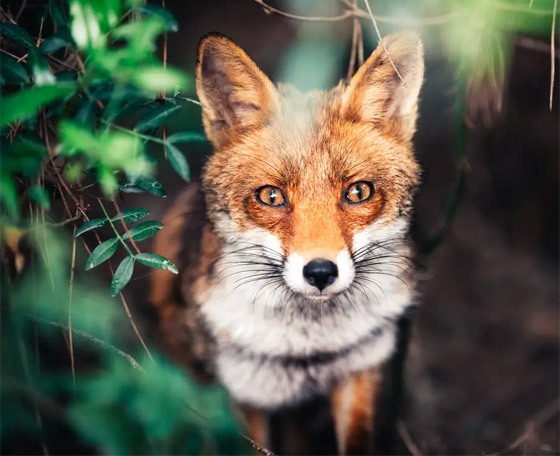 اختبر قوة ملاحظتك.. كم عدد الكائنات التي تراها في هذه الصورة؟ صورة رقم 7