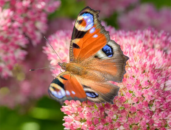 اختبر قوة ملاحظتك.. كم عدد الكائنات التي تراها في هذه الصورة؟ صورة رقم 10