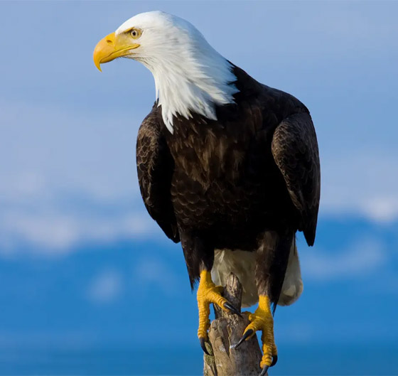 اختبر قوة ملاحظتك.. كم عدد الكائنات التي تراها في هذه الصورة؟ صورة رقم 11