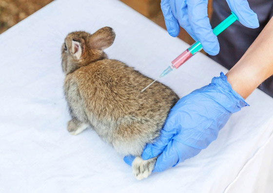 اختبار الشعير، المفتاح والضفادع.. إليكم أغرب اختبارات الحمل في التاريخ صورة رقم 6