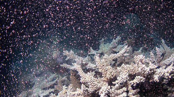 رابع موجة ابيضاض واسعة تهدد الحاجز المرجاني العظيم منذ 2016! صورة رقم 1 رابع موجة ابيضاض واسعة تهدد الحاجز المرجاني العظيم منذ 2016! صورة رقم 1