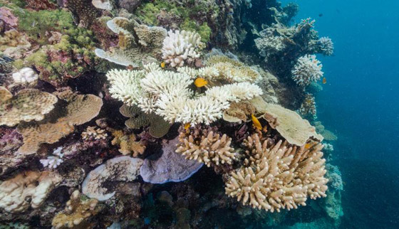 رابع موجة ابيضاض واسعة تهدد الحاجز المرجاني العظيم منذ 2016! صورة رقم 3 رابع موجة ابيضاض واسعة تهدد الحاجز المرجاني العظيم منذ 2016! صورة رقم 3