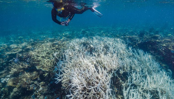 رابع موجة ابيضاض واسعة تهدد الحاجز المرجاني العظيم منذ 2016! صورة رقم 4 رابع موجة ابيضاض واسعة تهدد الحاجز المرجاني العظيم منذ 2016! صورة رقم 4