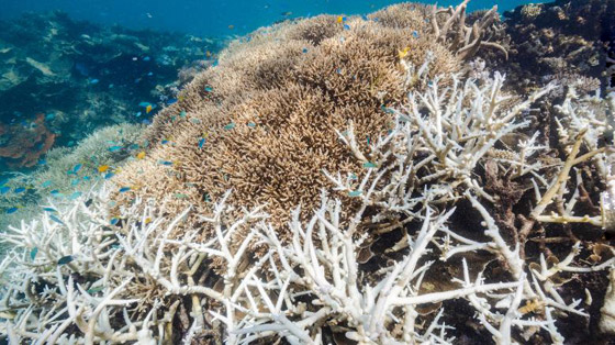 رابع موجة ابيضاض واسعة تهدد الحاجز المرجاني العظيم منذ 2016! صورة رقم 2 رابع موجة ابيضاض واسعة تهدد الحاجز المرجاني العظيم منذ 2016! صورة رقم 2