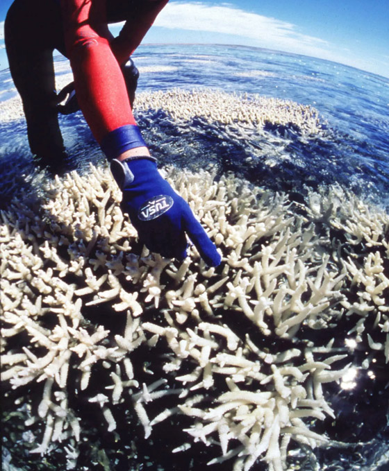 رابع موجة ابيضاض واسعة تهدد الحاجز المرجاني العظيم منذ 2016! صورة رقم 6 رابع موجة ابيضاض واسعة تهدد الحاجز المرجاني العظيم منذ 2016! صورة رقم 6