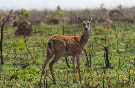تعرفوا إلى 5 وجهات سياحية مذهلة لم تسمعوا عنها من قبل في البرازيل صورة رقم 9