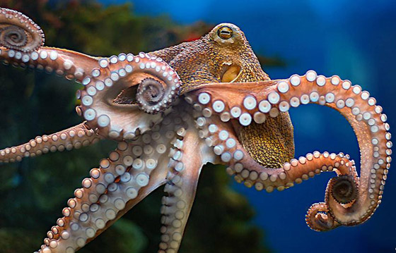 باحثون: الأخطبوطات لها مشاعر وعواطف وذاكرة قوية! صورة رقم 1