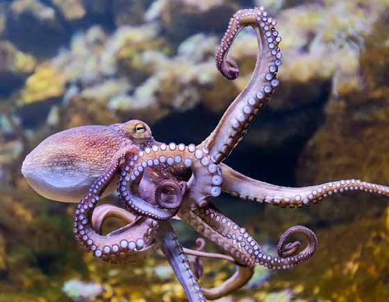 باحثون: الأخطبوطات لها مشاعر وعواطف وذاكرة قوية! صورة رقم 2