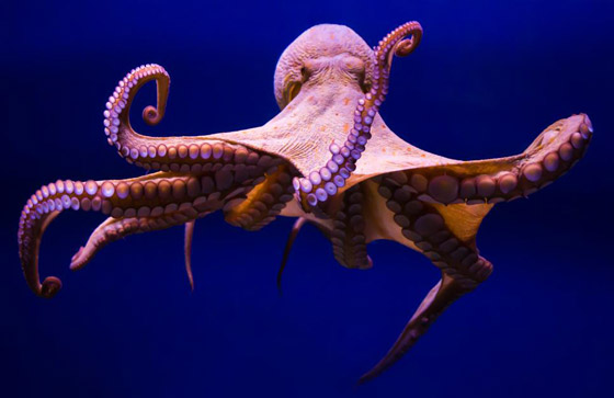 باحثون: الأخطبوطات لها مشاعر وعواطف وذاكرة قوية! صورة رقم 3