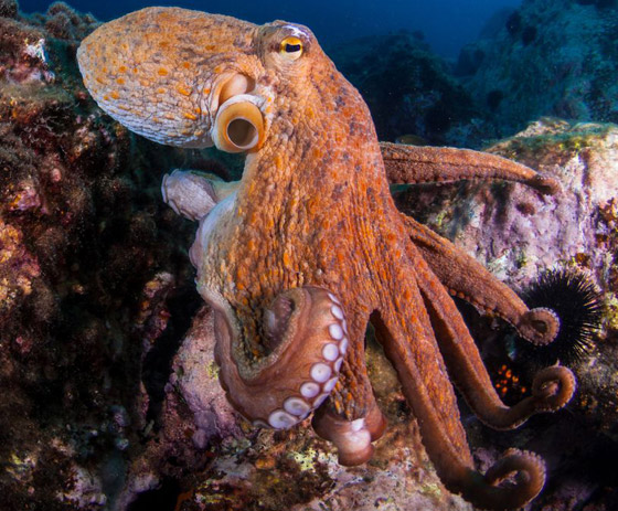 باحثون: الأخطبوطات لها مشاعر وعواطف وذاكرة قوية! صورة رقم 5