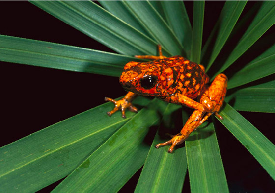 صور أبرز 10 حيوانات انقرضت حديثاً بسبب هيمنة البشرية وتغير المناخ صورة رقم 1