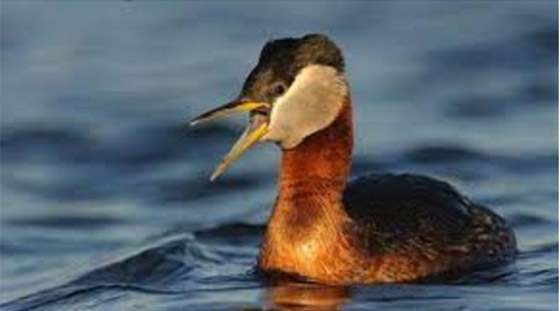 صور أبرز 10 حيوانات انقرضت حديثاً بسبب هيمنة البشرية وتغير المناخ صورة رقم 6