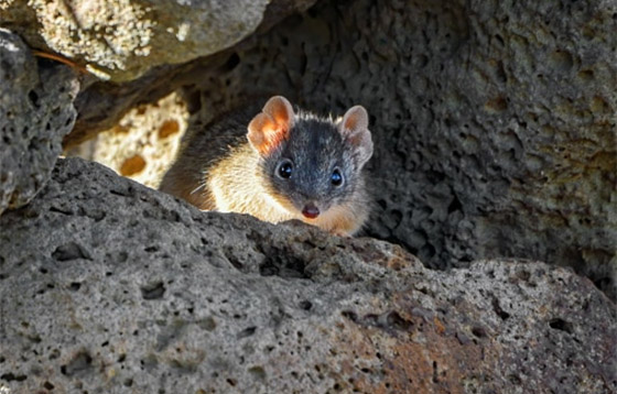 صور أبرز 10 حيوانات انقرضت حديثاً بسبب هيمنة البشرية وتغير المناخ صورة رقم 2