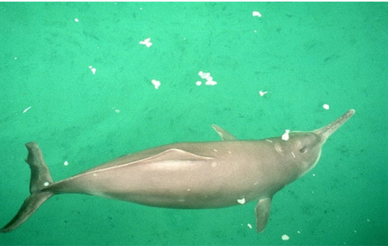 صور أبرز 10 حيوانات انقرضت حديثاً بسبب هيمنة البشرية وتغير المناخ صورة رقم 3