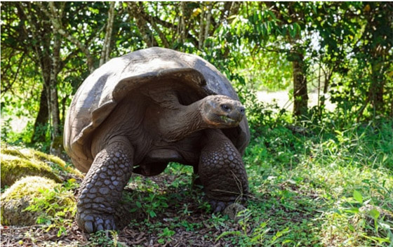 صور أبرز 10 حيوانات انقرضت حديثاً بسبب هيمنة البشرية وتغير المناخ صورة رقم 4